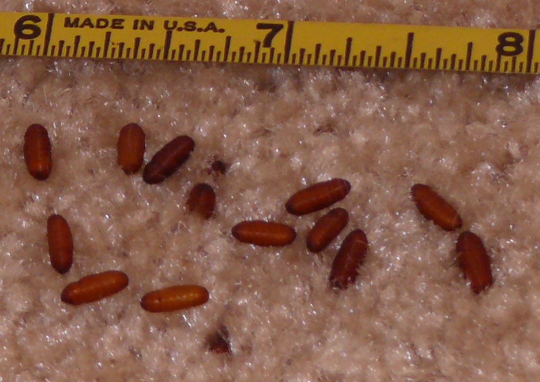 Pupae.jpg